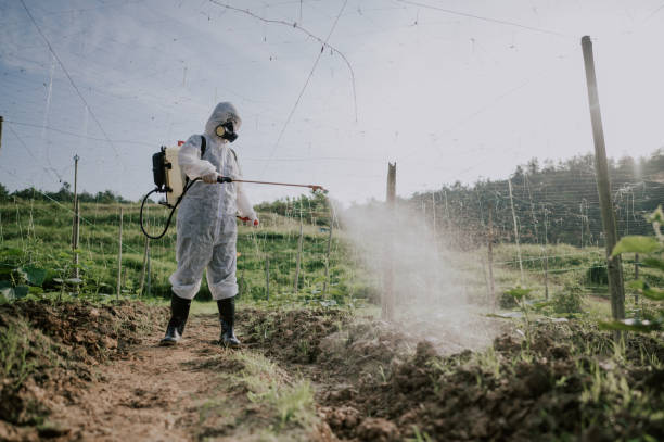 Best Pest Removal Services  in Calais, ME