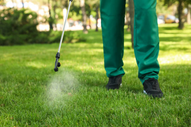 Best Wasp Removal Services  in Calais, ME