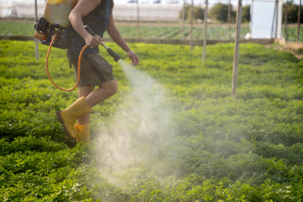 Best Pest Removal Services  in Calais, ME