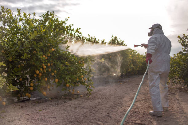 Best Affordable Pest Control Services  in Calais, ME