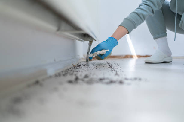 Best Residential Pest Control  in Calais, ME
